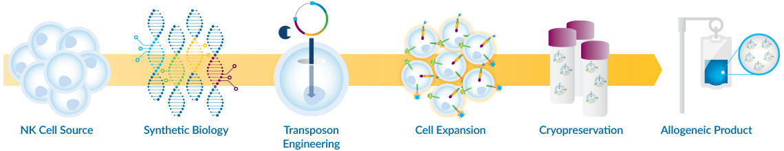 Catamaran Platform: Nk Cell source, Synthetic Biology, Transposon Engineering, Cell expansion, Cryopreservation, Allogenic product